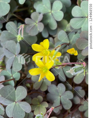 5 Oxalis flowers that are so attractive they don't look like weeds 124968550