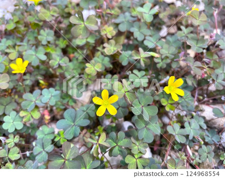9 Oxalis flowers that are so attractive they don't seem like weeds 124968554