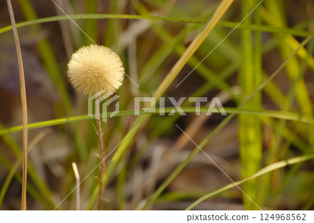 Senbon Yari 124968562