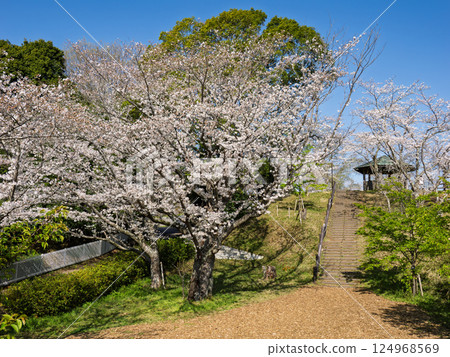 Park scenery with cherry blossoms in full bloom, stairs and gazebo 124968569