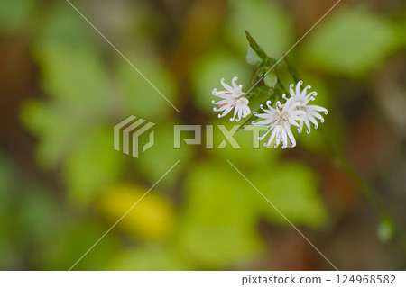 Kikko Bear 124968582