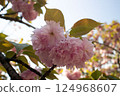 Spring flowers looking up (pink button cherry blossoms) 124968607