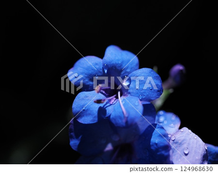 Blue flower drops 124968630