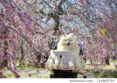 Weeping plum tree and Pomeranian at Koriyama Castle ruins 124968734