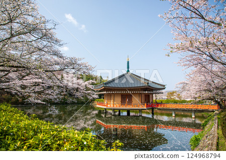 The Golden Pavilion and cherry blossoms at Abe Monjuin Temple in the early morning 124968794
