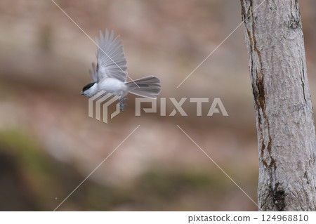 flying black-capped flying black-capped 124968810