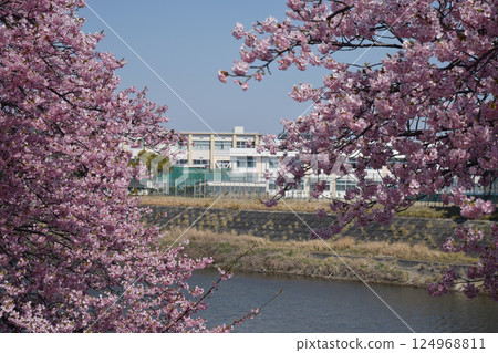 Cherry blossom and a school campus Cherry blossom and a school campus 124968811
