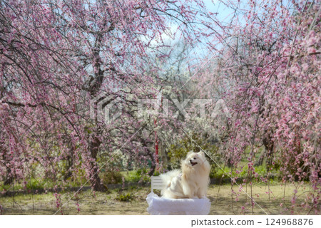 Weeping plum tree and Pomeranian at Koriyama Castle ruins 124968876