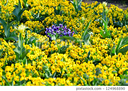 桶川市城山公園，紫羅蘭盛開 124968890
