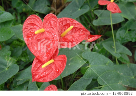 Osheneibuchiwa Osheneibuchiwa 124968892