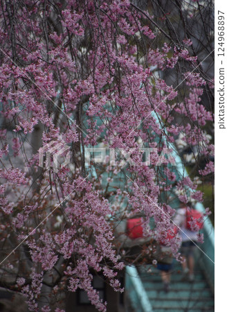 Children under cherry blossom / Elementary school children walking to school under a row of cherry blossoms in full bloom 124968897