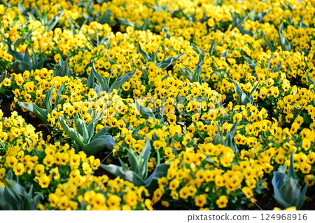 Viola in full bloom, Shiroyama Park, Okegawa City Viola in full bloom, Shiroyama Park, Okegawa City 124968916