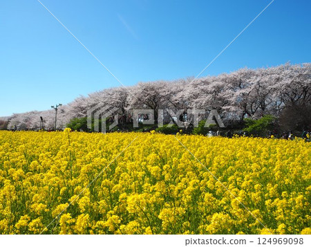 Cherry blossoms and rape blossoms 002 124969098