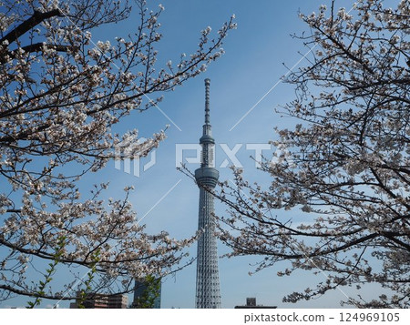 Cherry blossoms and Skytree 002 Cherry blossoms and Skytree 002 124969105