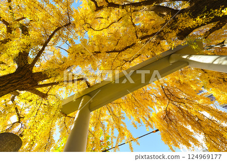 Dec 7 2024 Japanese Shrine Surrounded by Ginkgo Trees During Autumn, Tokyo 124969177