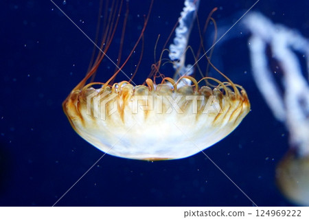 Jellyfish drifting in the water tank Jellyfish drifting in the water tank 124969222
