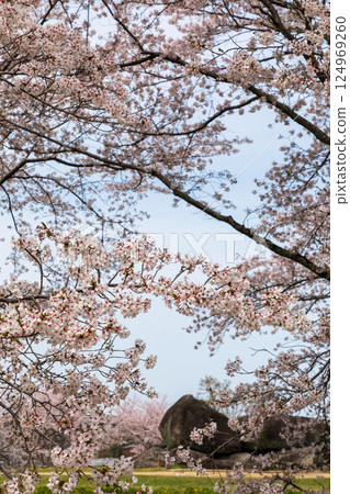 An ancient tomb surrounded by cherry blossoms in full bloom An ancient tomb surrounded by cherry blossoms in full bloom 124969260