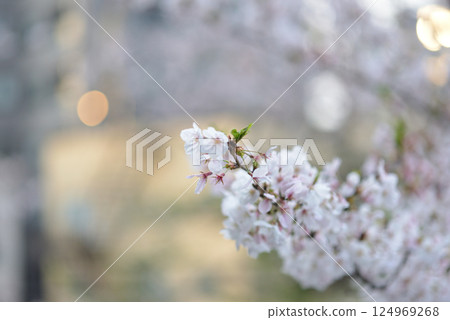 櫻花和嫩葉 124969268