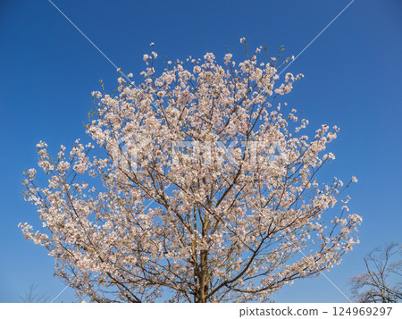Cherry blossoms in full bloom in a park under a blue sky (Jindai Akebono) Cherry blossoms in full bloom in a park under a blue sky (Jindai Akebono) 124969297