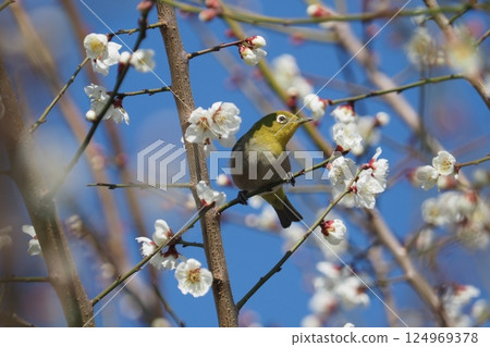 White-eye and white-eye 124969378