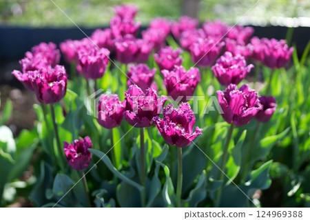鬱金香花 鬱金香花 124969388