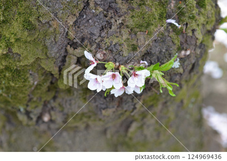 Cherry Blossoms Cherry Blossoms 124969436