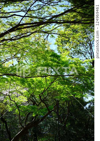 Fresh green season 124969461