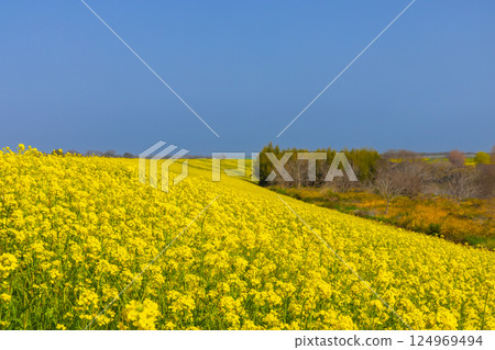 Furuyakami, Kawagoe City, Saitama Prefecture - A view of a rapeseed field spreading along the embankment of the Arakawa Irumagawa River 124969494