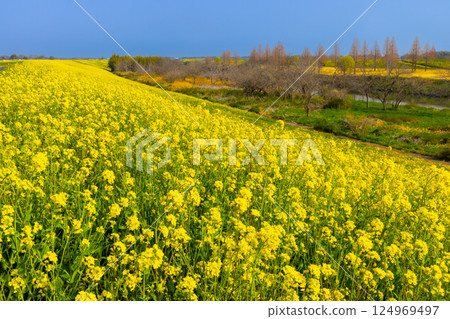 埼玉縣川越市古屋上 - 荒川入間川堤岸邊的油菜花田 埼玉縣川越市古屋上 - 荒川入間川堤岸邊的油菜花田 124969497