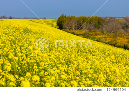 埼玉縣川越市古屋上 - 荒川入間川堤岸邊的油菜花田 124969504