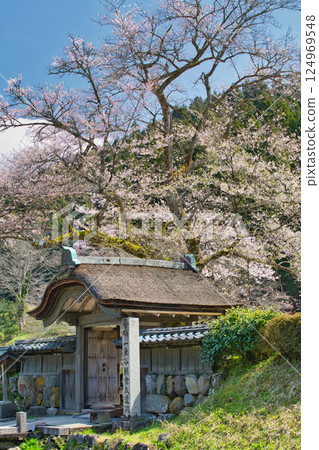 Ichijodani Asakura Clan Ruins with cherry blossoms in full bloom 124969548