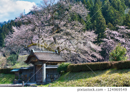 Ichijodani Asakura Clan Ruins with cherry blossoms in full bloom 124969549