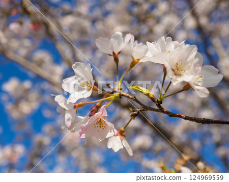 Cherry blossoms in full bloom against the blue sky (Jindai Akebono) Cherry blossoms in full bloom against the blue sky (Jindai Akebono) 124969559