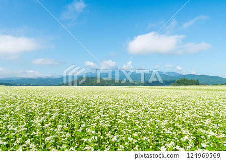 Delicious buckwheat flowers! Delicious buckwheat flowers! 124969569