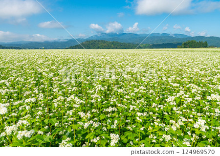 Buckwheat field and blue sky Buckwheat field and blue sky 124969570
