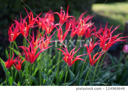 鬱金香花 鬱金香花 124969646