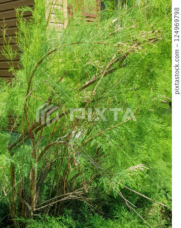 Vertical background title tamarix aphylla, flowering cypress or salt cedar in a park, botanical background Vertical background title tamarix aphylla, flowering cypress or salt cedar in a park, botanical background 124969798