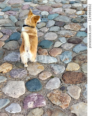 Rear view of a small red dog walking on a leash on the cobblestone sidewalk, tail raised merrily Rear view of a small red dog walking on a leash on the cobblestone sidewalk, tail raised merrily 124969802