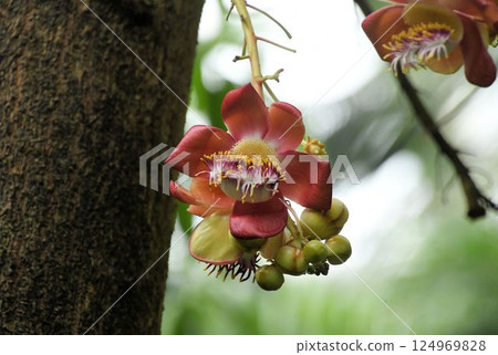 原產於美洲熱帶地區的蜀葵樹,樹幹上開出花朵,花瓣呈肉質橙色,有許多雄蕊。 原產於美洲熱帶地區的蜀葵樹,樹幹上開出花朵,花瓣呈肉質橙色,有許多雄蕊。 124969828