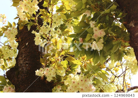 Turmeric cherry blossoms blooming along the Myoshoji River on a clear day (3) 124969843