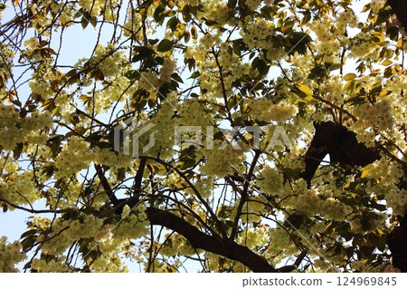Turmeric cherry blossoms blooming along the Myoshoji River on a clear day (5) 124969845