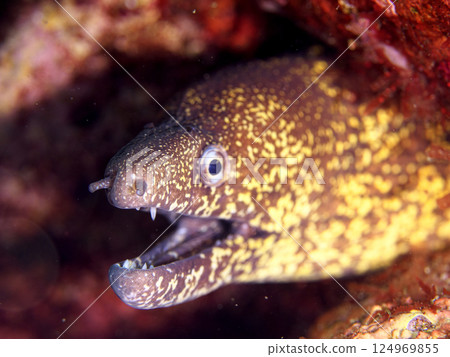 海鰻在岩石中休息 124969855