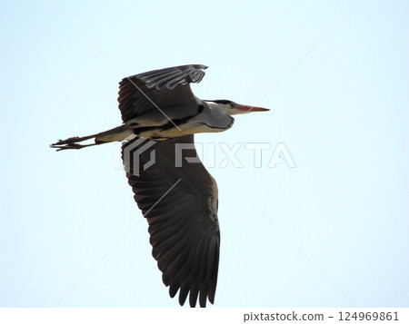 A grey heron flapping its wings in the blue sky 124969861