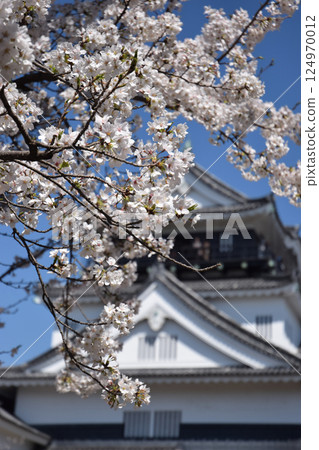 Cherry blossom in old castle park / Cherry blossoms in full bloom and old castles of the Sengoku period in Japan 124970012