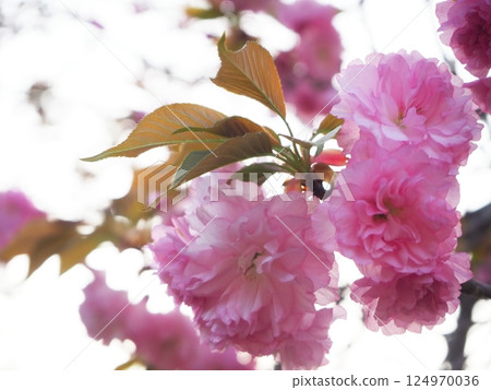Pink flowers Pink flowers 124970036