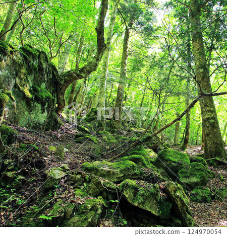 Mitarai Valley, New Greenery, Nara Prefecture 124970054