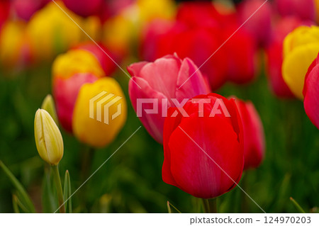  Colorful tulips 124970203