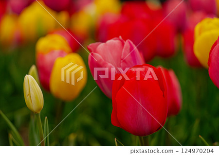 Colorful tulips Colorful tulips 124970204