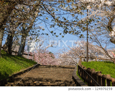 曙山公園通往櫻山的階梯(千葉縣柏市) 曙山公園通往櫻山的階梯(千葉縣柏市) 124970259