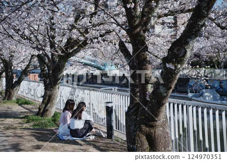 Cherry blossom viewing youth student 124970351